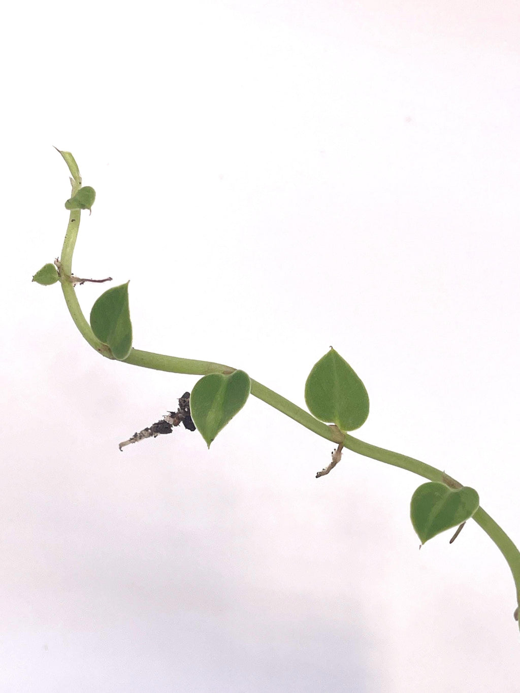 Variegated hayii (rooted cutting)