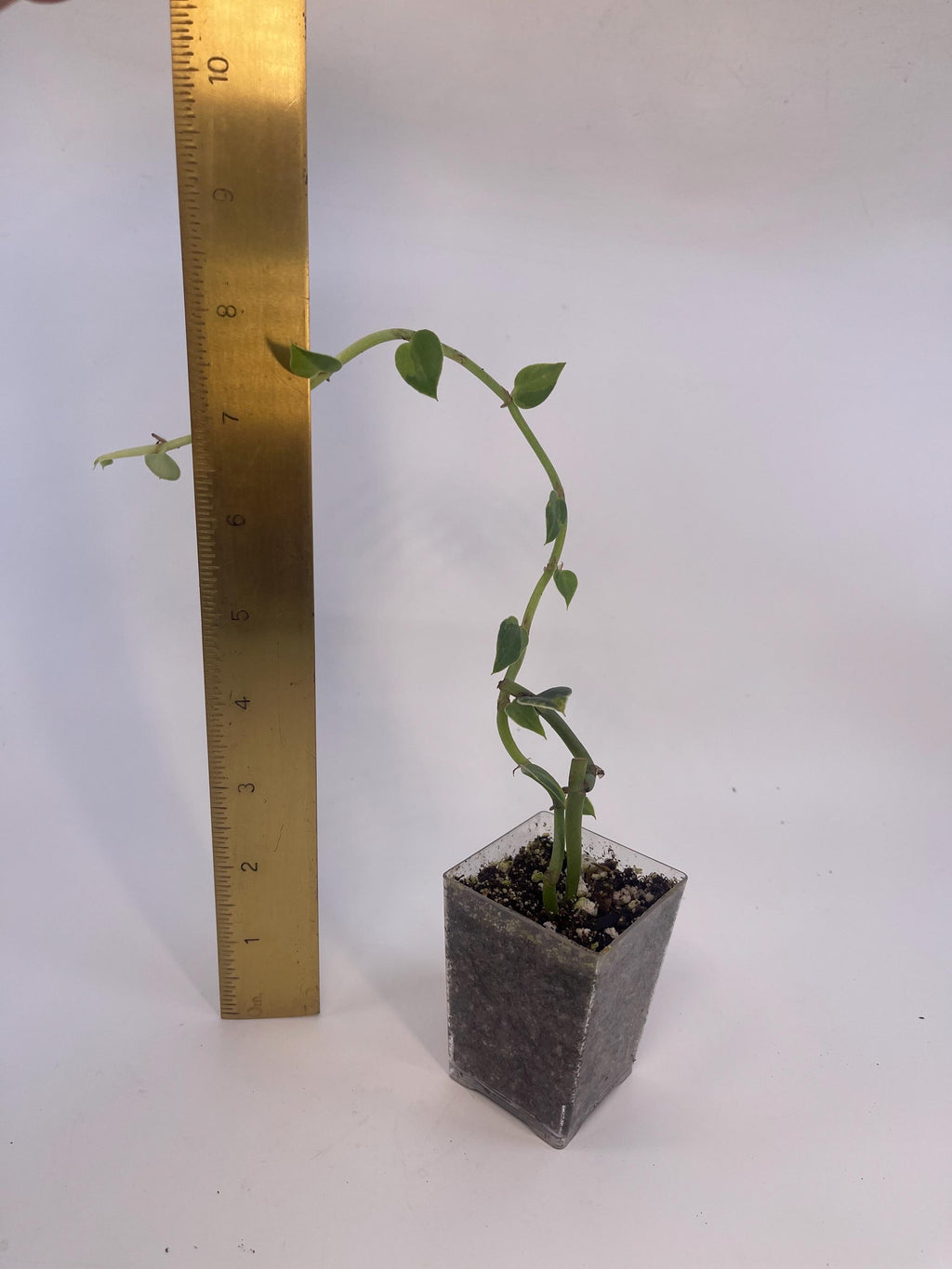Variegated hayii (rooted cutting)