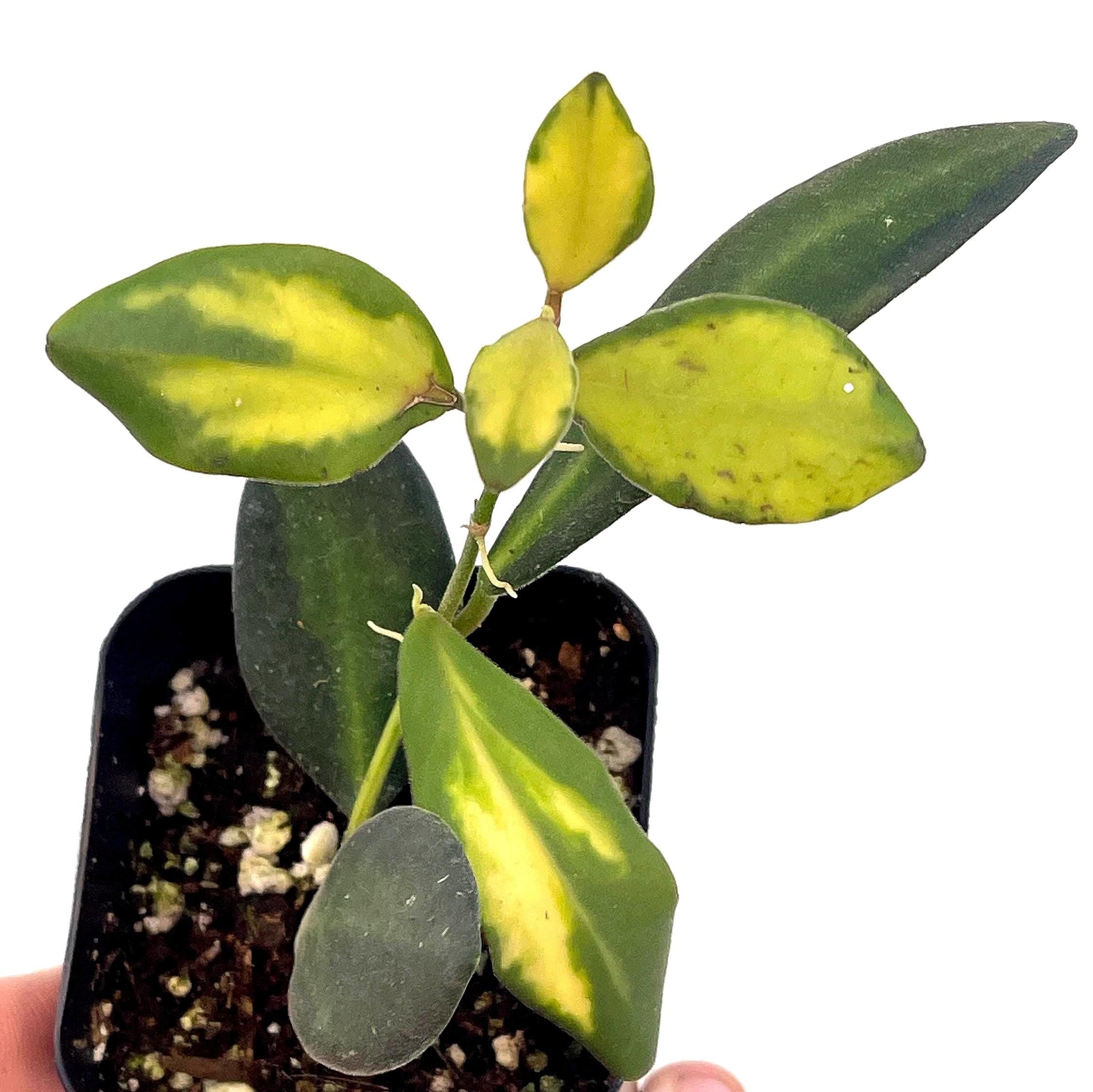 Variegated Hoya sp.