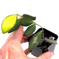 Variegated Hoya sp.