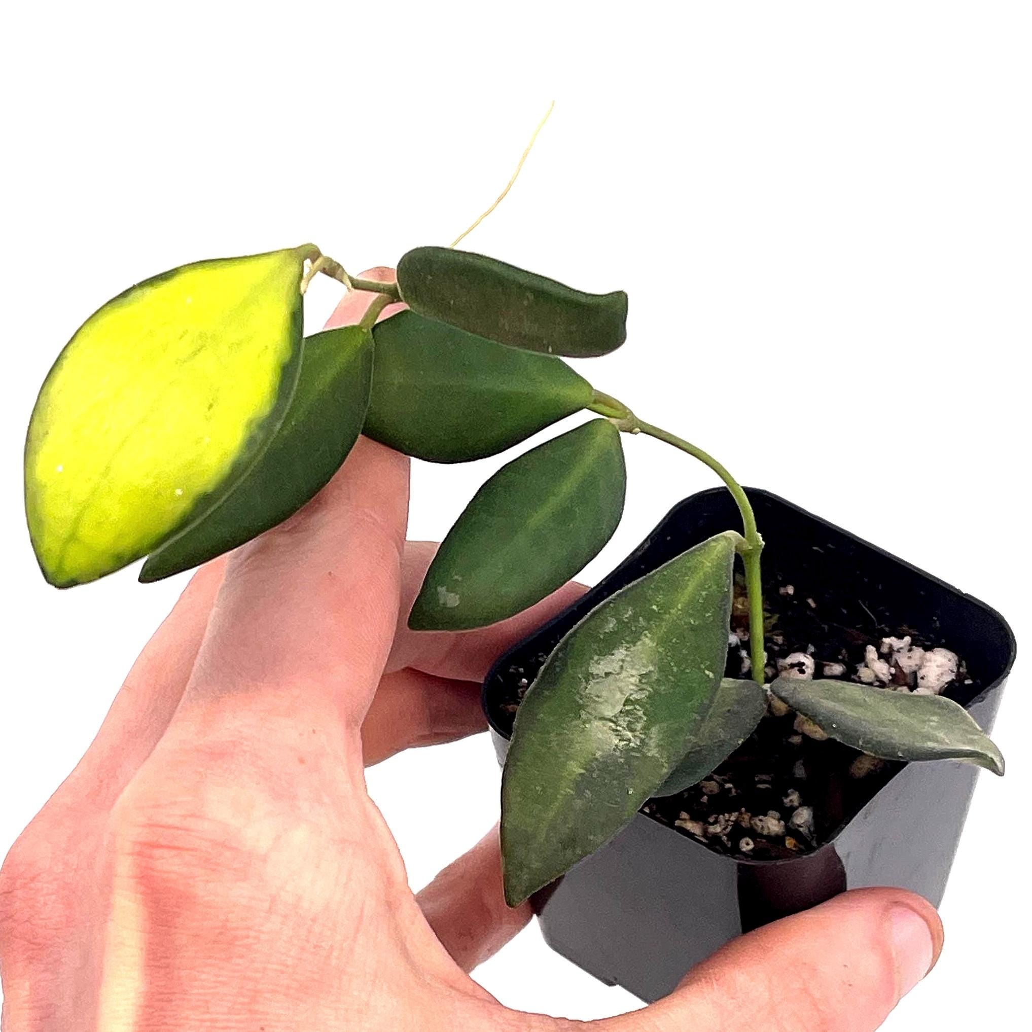 Variegated Hoya sp.