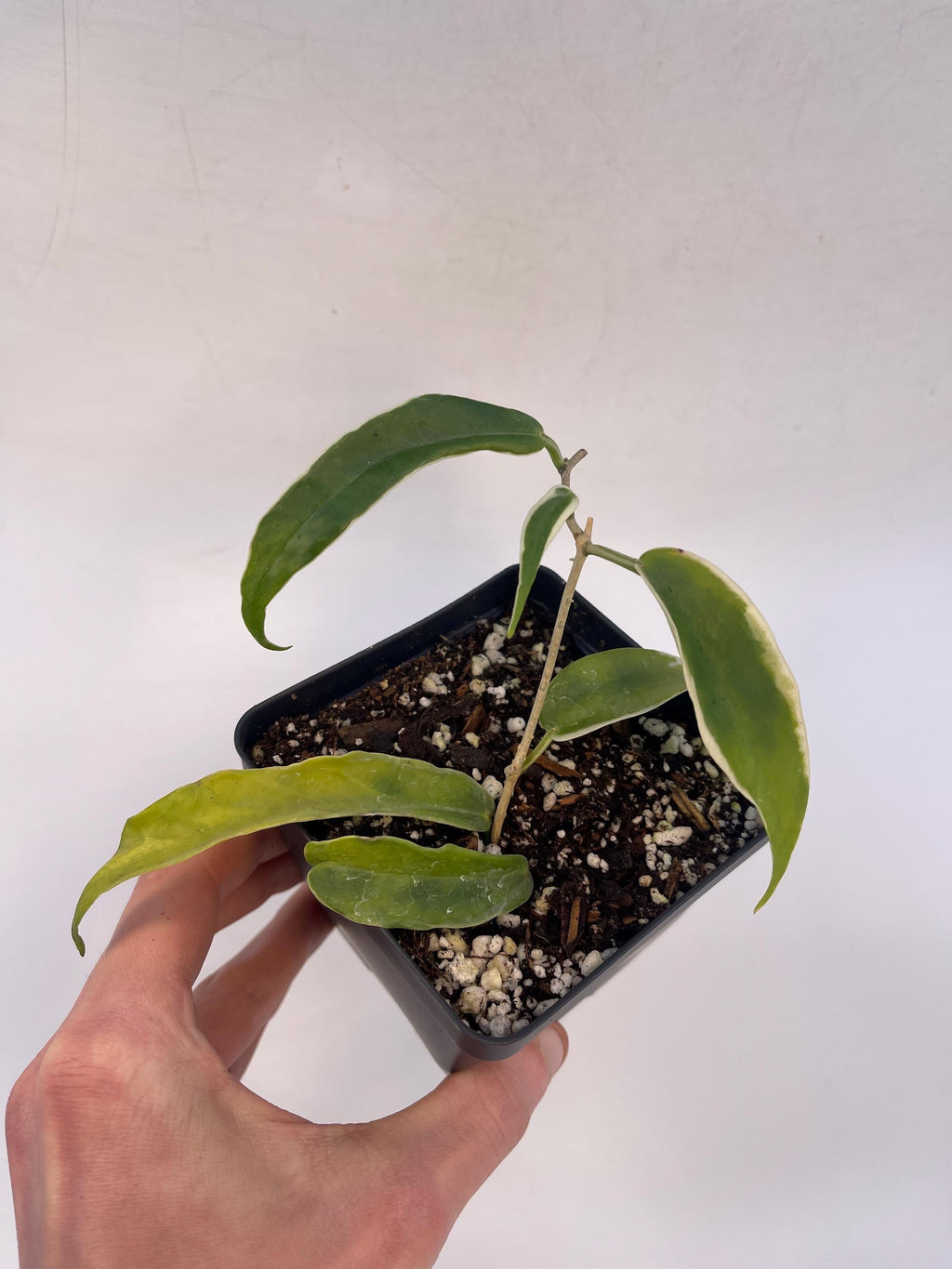 Variegated Hoya sp. kenejiana (Can acclimate to house conditions)