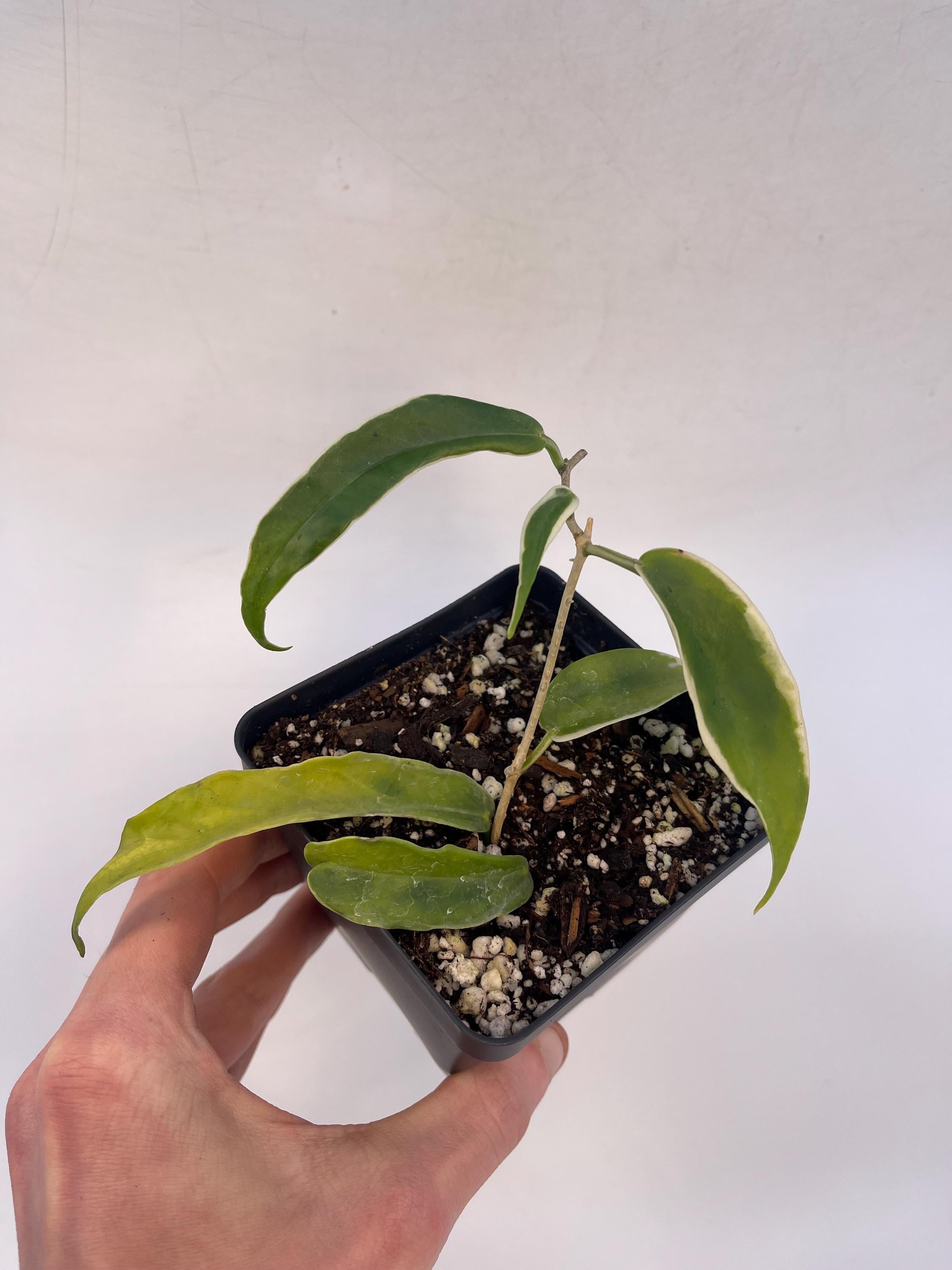 Variegated Hoya sp. kenejiana (Can acclimate to house conditions)