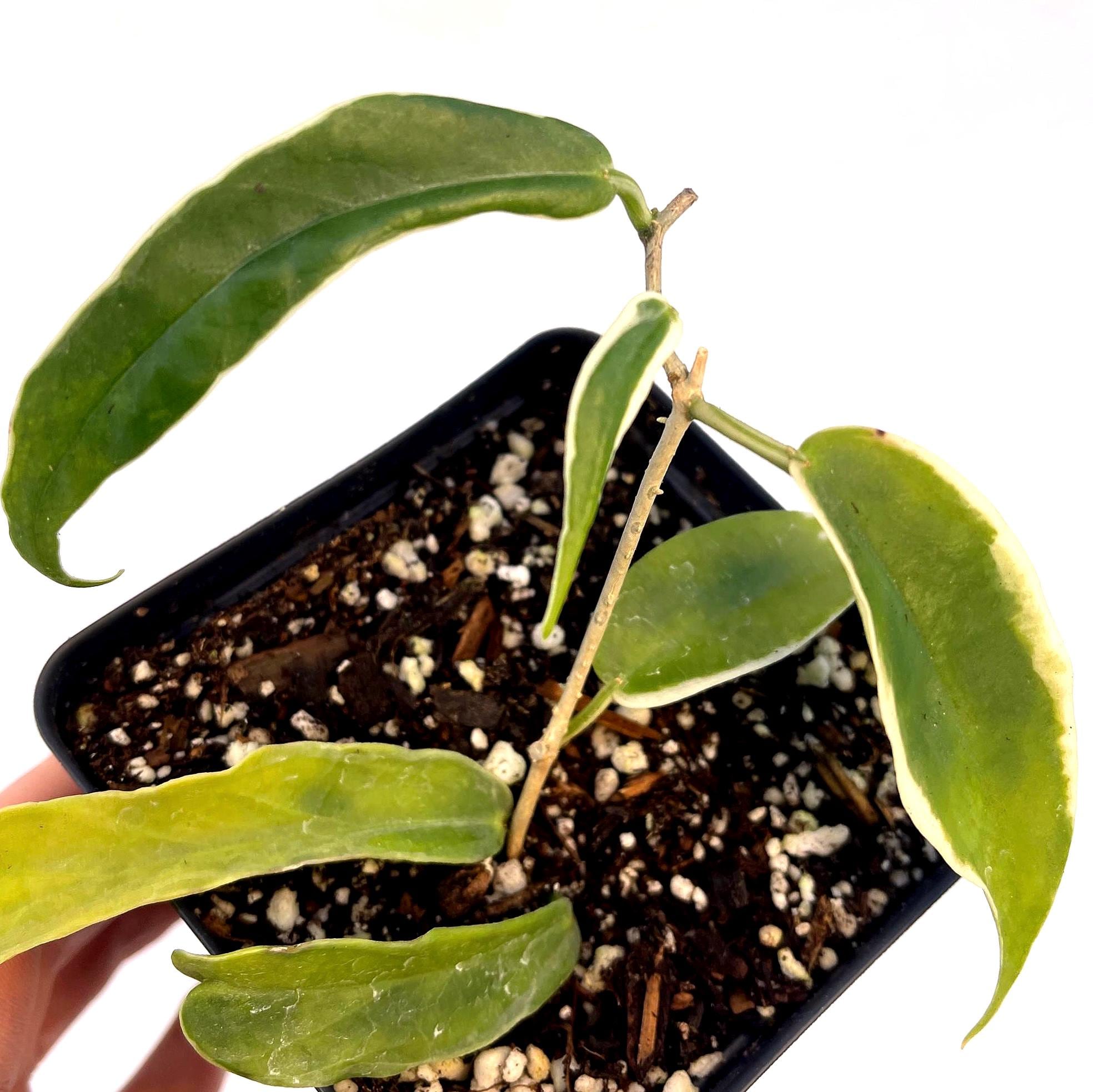 Variegated Hoya sp. kenejiana (Can acclimate to house conditions)