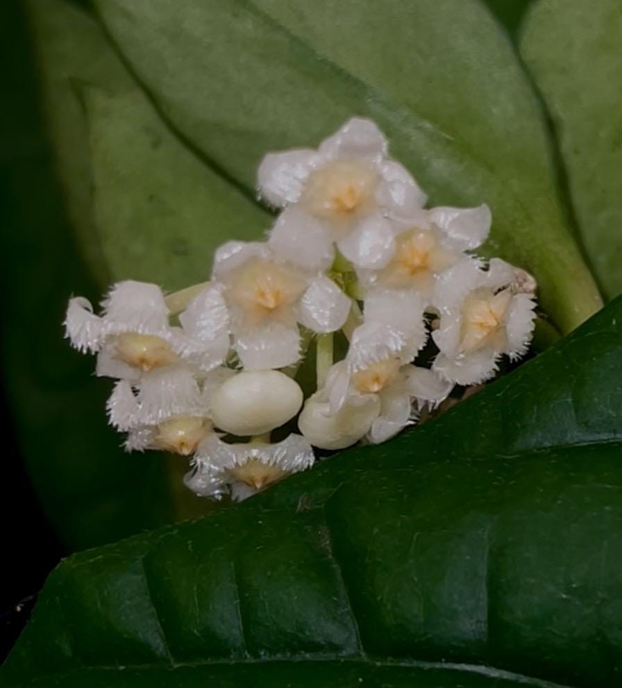 Hoya lacunosa 'Silver Mint Coin' (Can acclimate to house conditions)