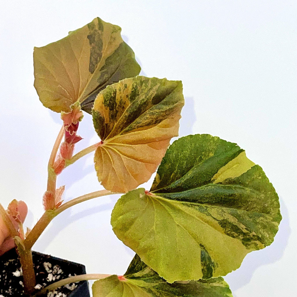READY SOON Begonia Cucullata Variegated Non-Exact