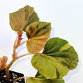 Begonia Cucullata Variegated Non-Exact