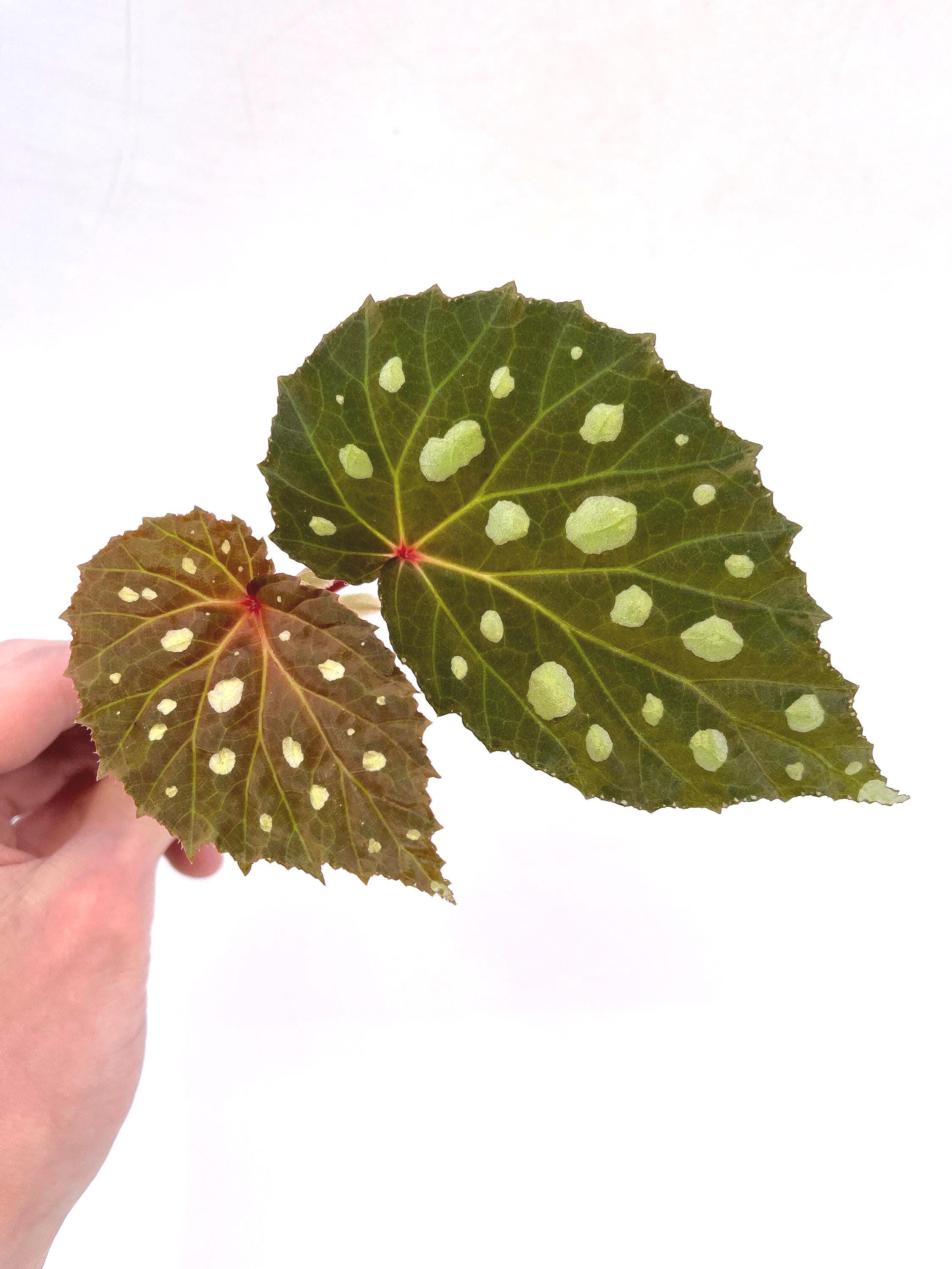 BEGONIA CUTTING COMBO Botanicaz 8, Grey Feather, Botanicaz 17, Super Chloro
