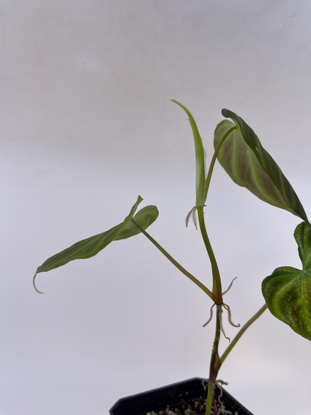 Philodendron sp. verrucosum (Can acclimate to house conditions)