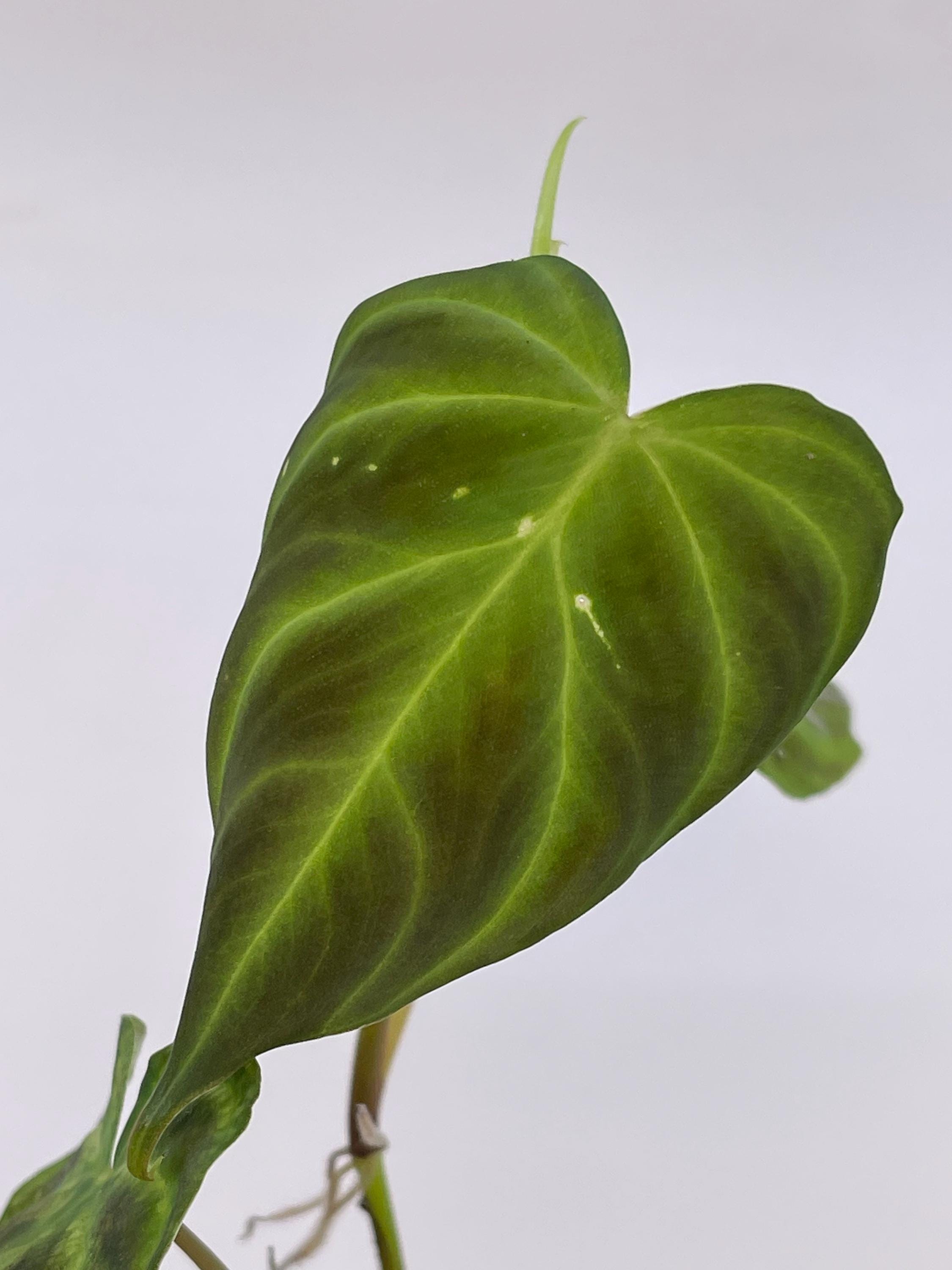 Philodendron sp. verrucosum (Can acclimate to house conditions)