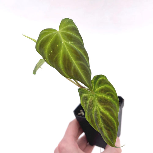 Philodendron sp. verrucosum (Can acclimate to house conditions)