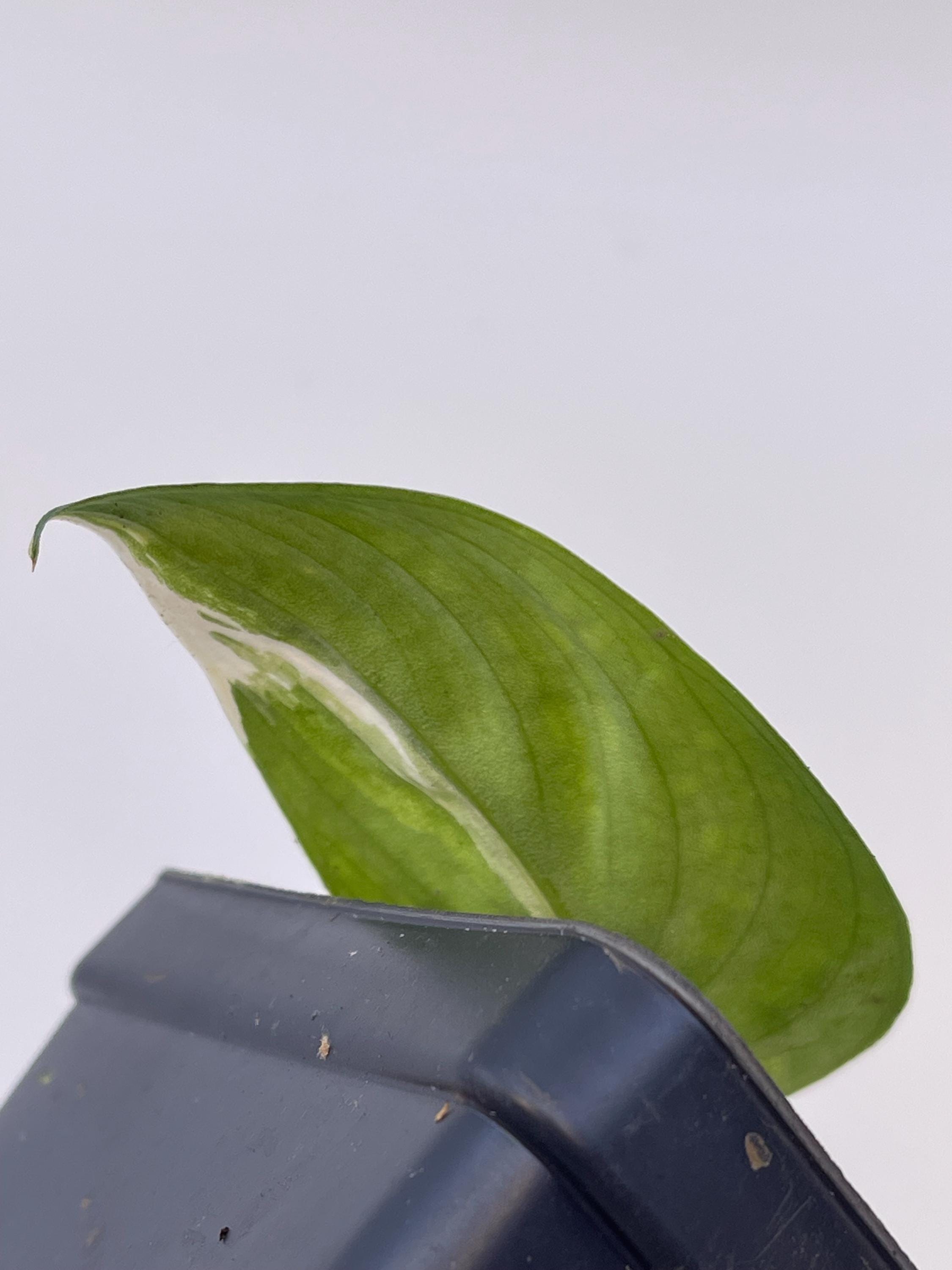 Low Variegated Jade Scindapsus Potted Mid Cut