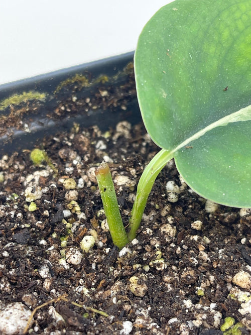 Low Variegated Jade Scindapsus Potted Mid Cut