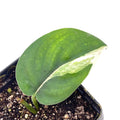 Low Variegated Jade Scindapsus Potted Mid Cut