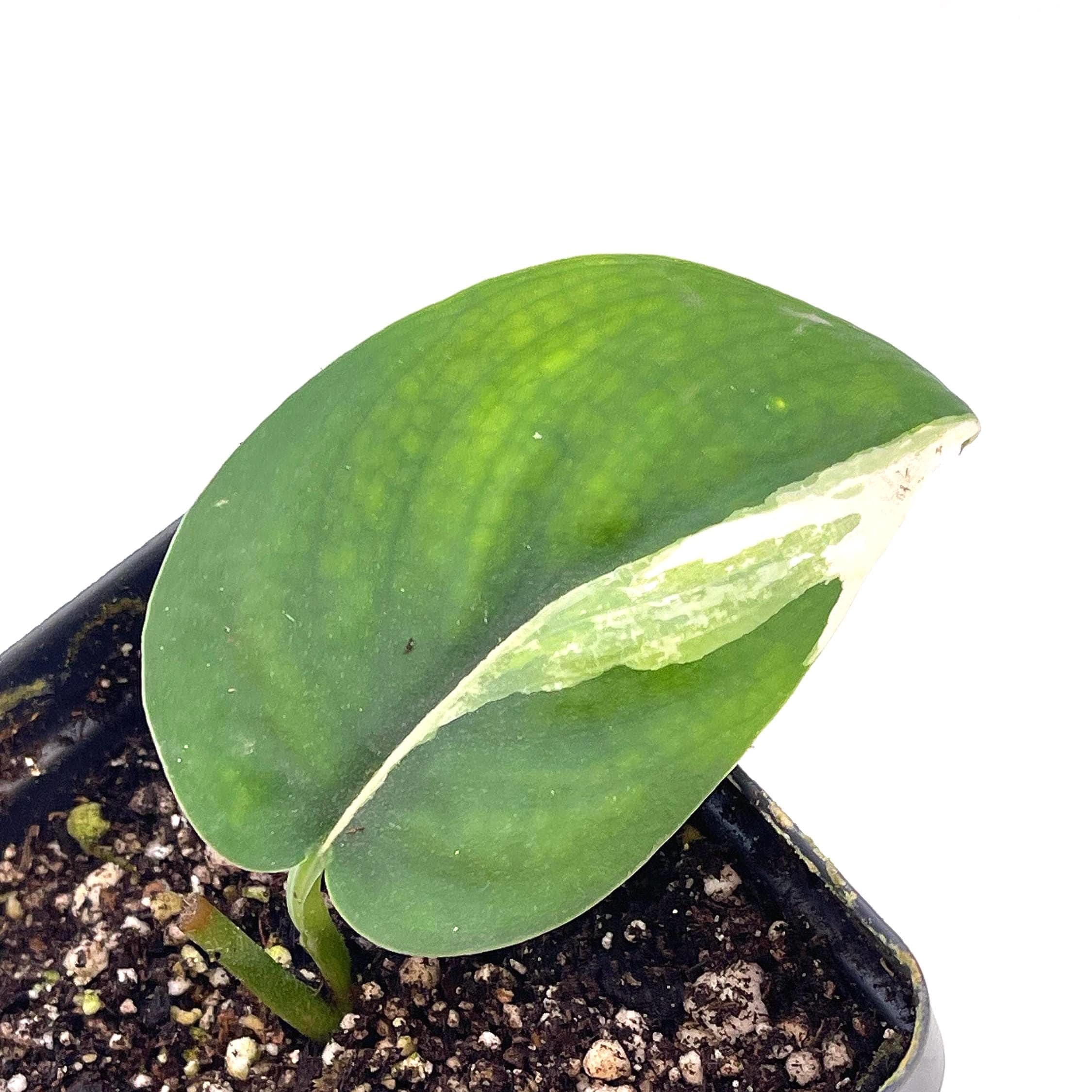 Low Variegated Jade Scindapsus Potted Mid Cut