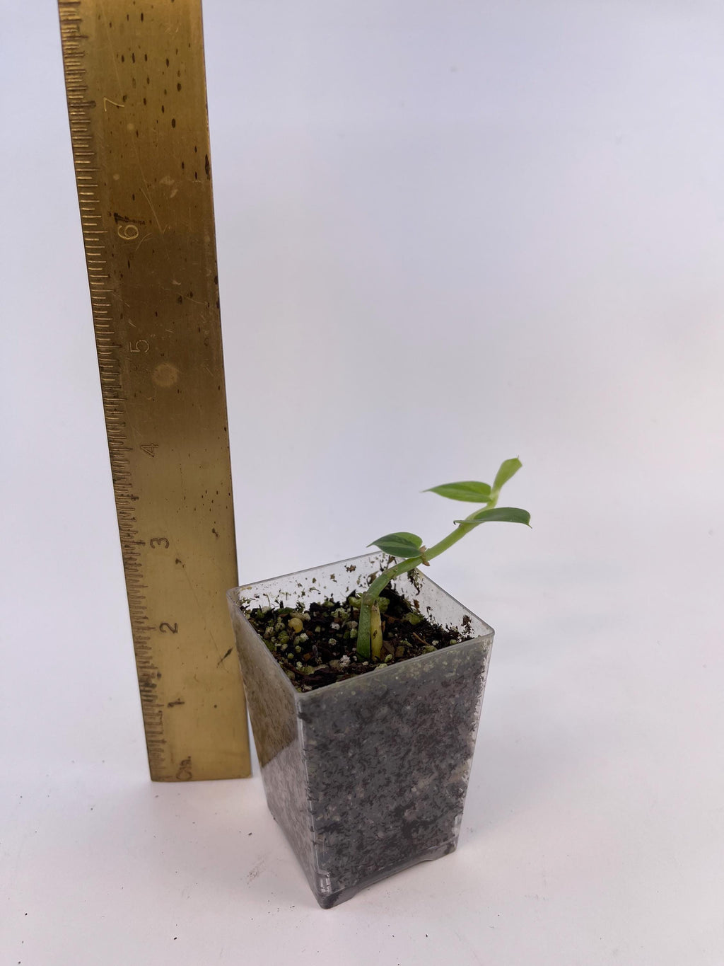Variegated hayii (rooted cutting)