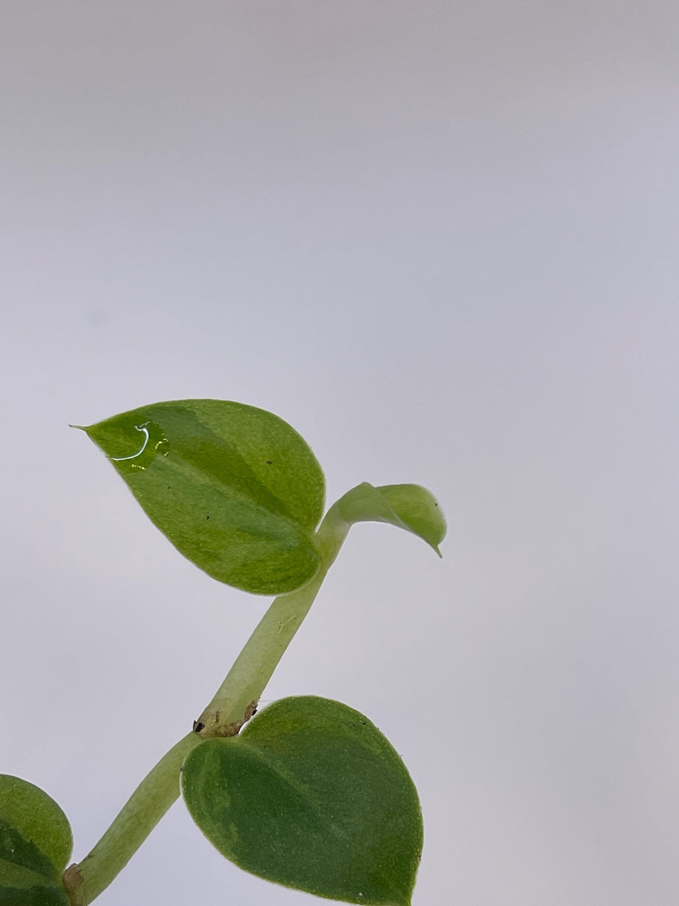 Variegated hayii (rooted cutting)