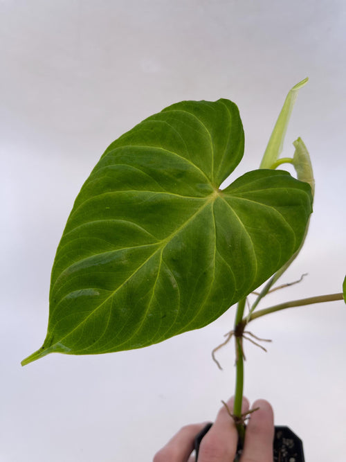Philodendron sp. verrucosum (Can acclimate to house conditions)
