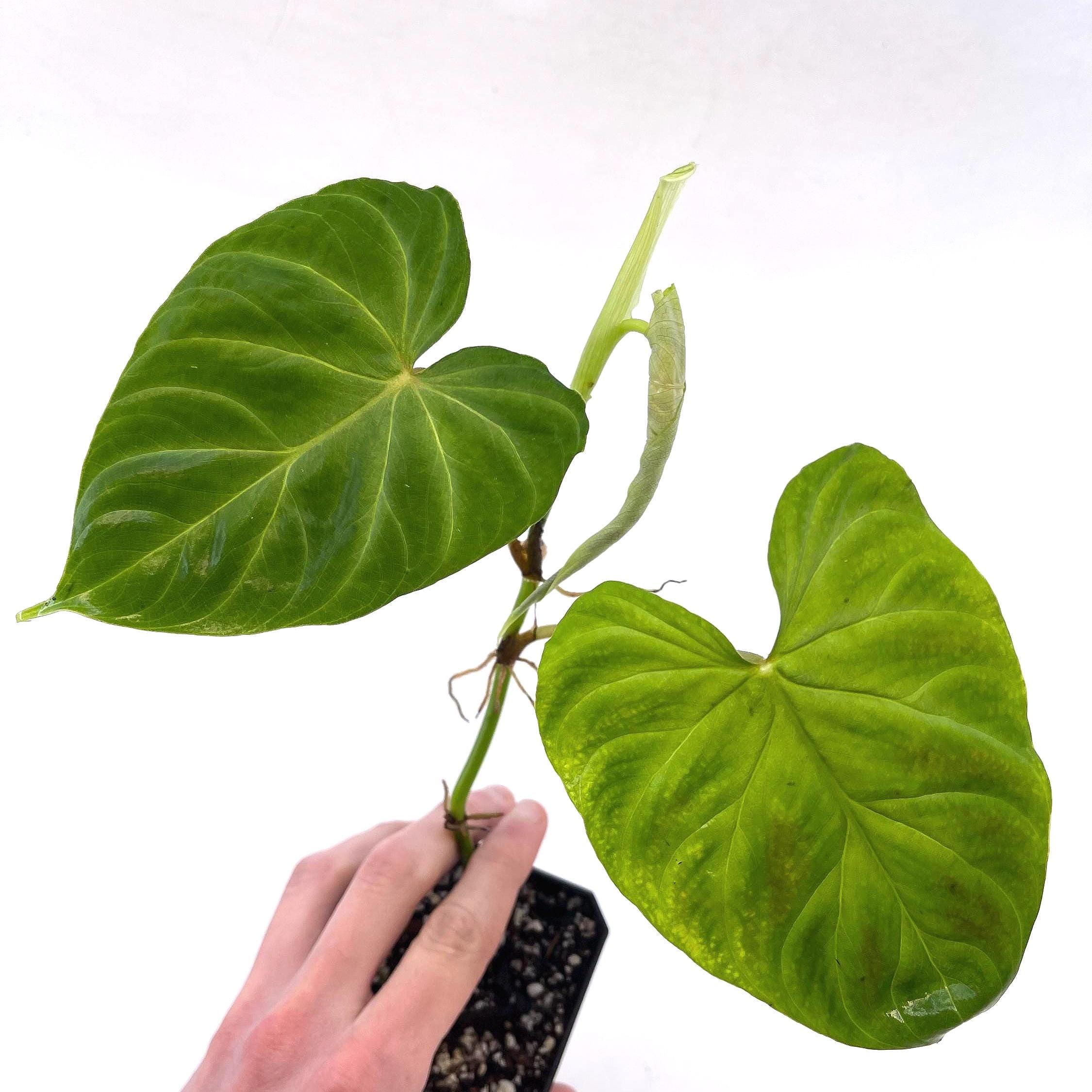 Philodendron sp. verrucosum (Can acclimate to house conditions)