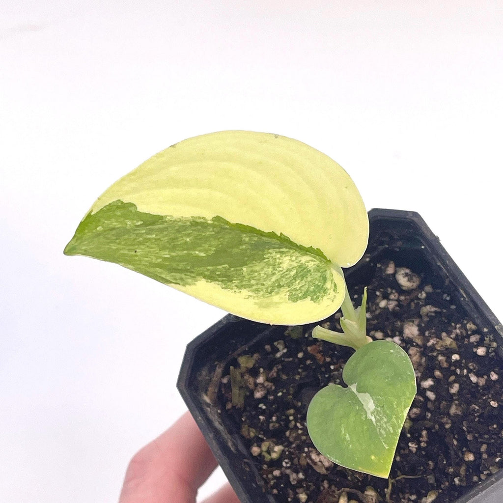 Variegated Jade Scindapsus (Can acclimate to house conditions)