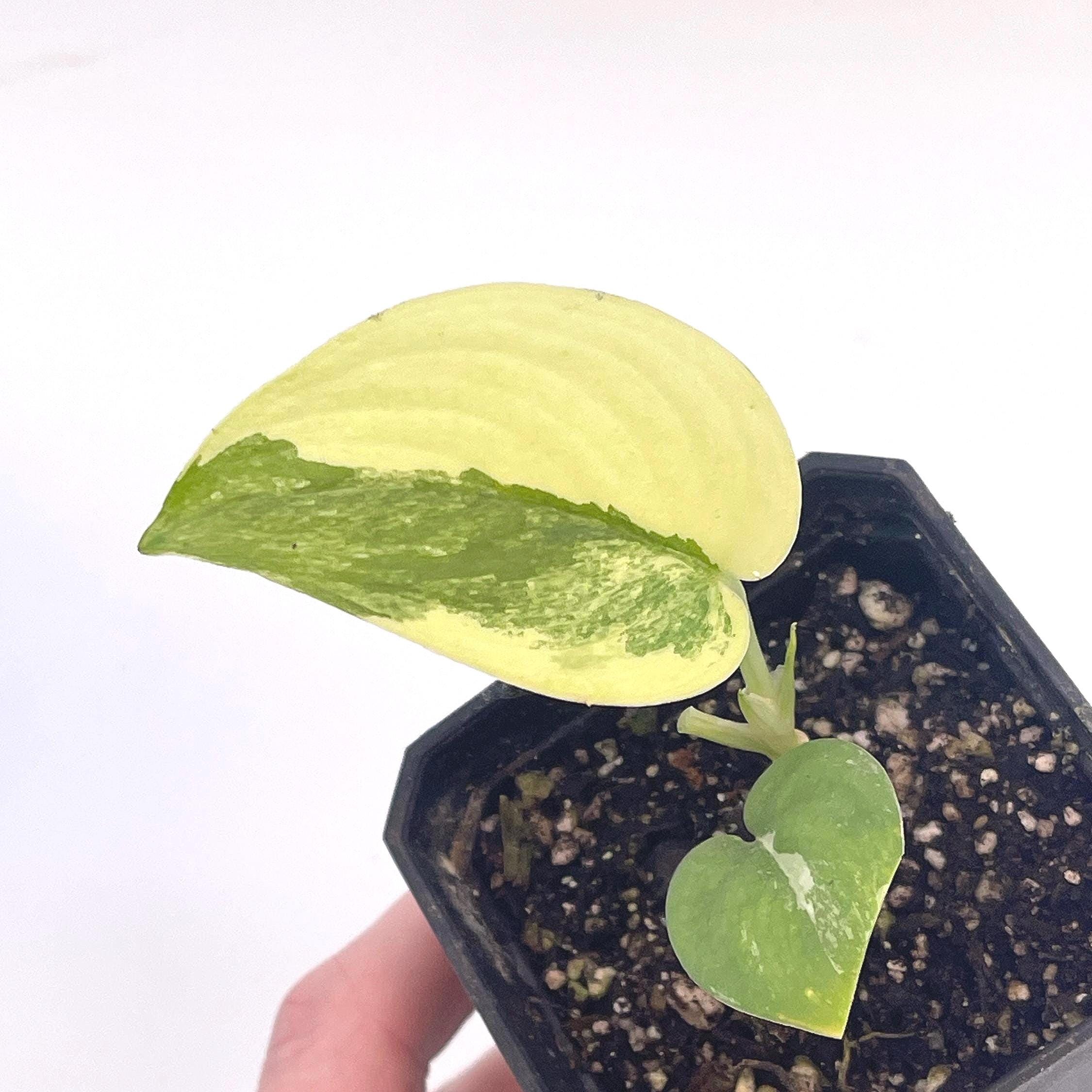 Variegated Jade Scindapsus (Can acclimate to house conditions)