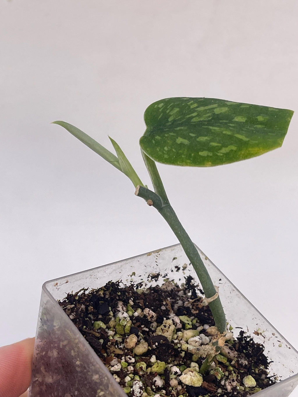 Scindapsus pictus ‘Hassk’