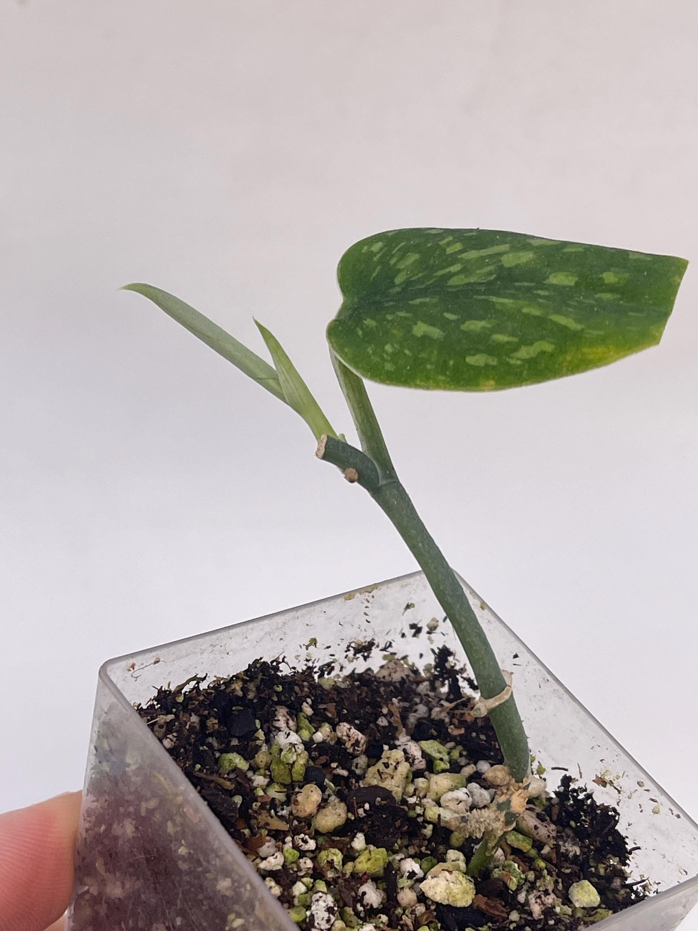 Scindapsus pictus ‘Hassk’