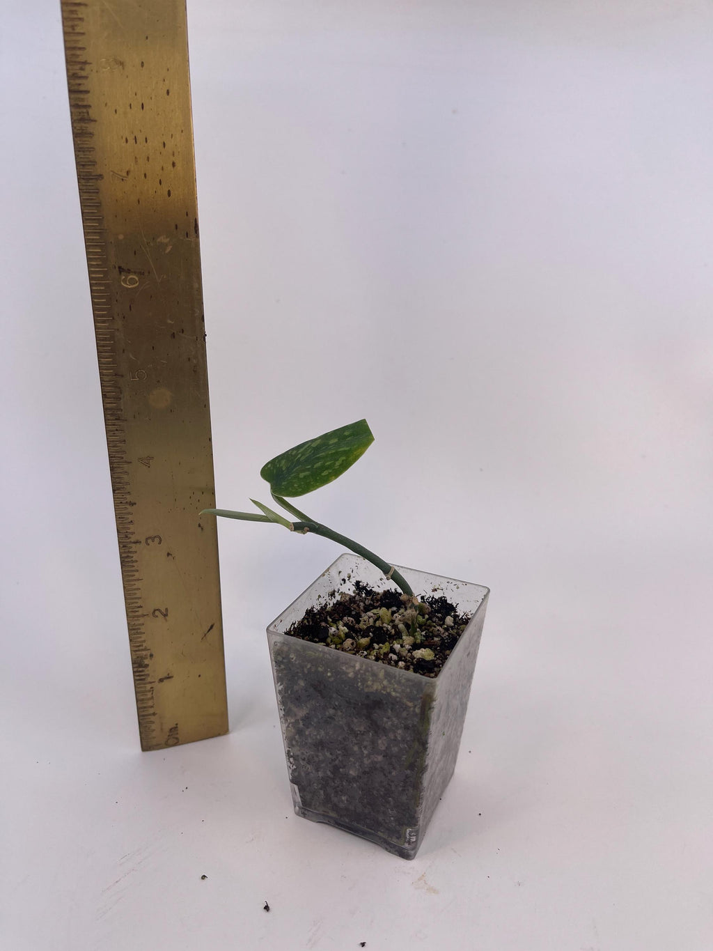 Scindapsus pictus ‘Hassk’
