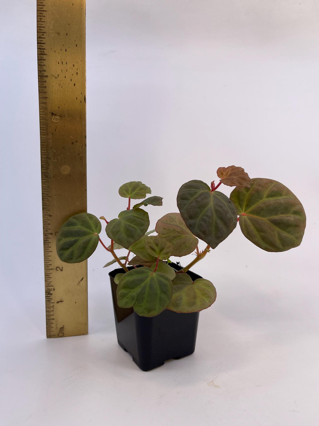 Begonia Botanicaz 85 V.9