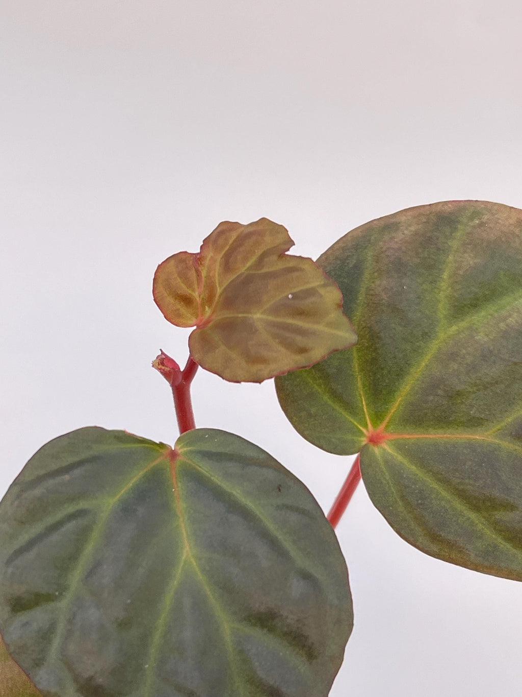 Begonia Botanicaz 85 V.9