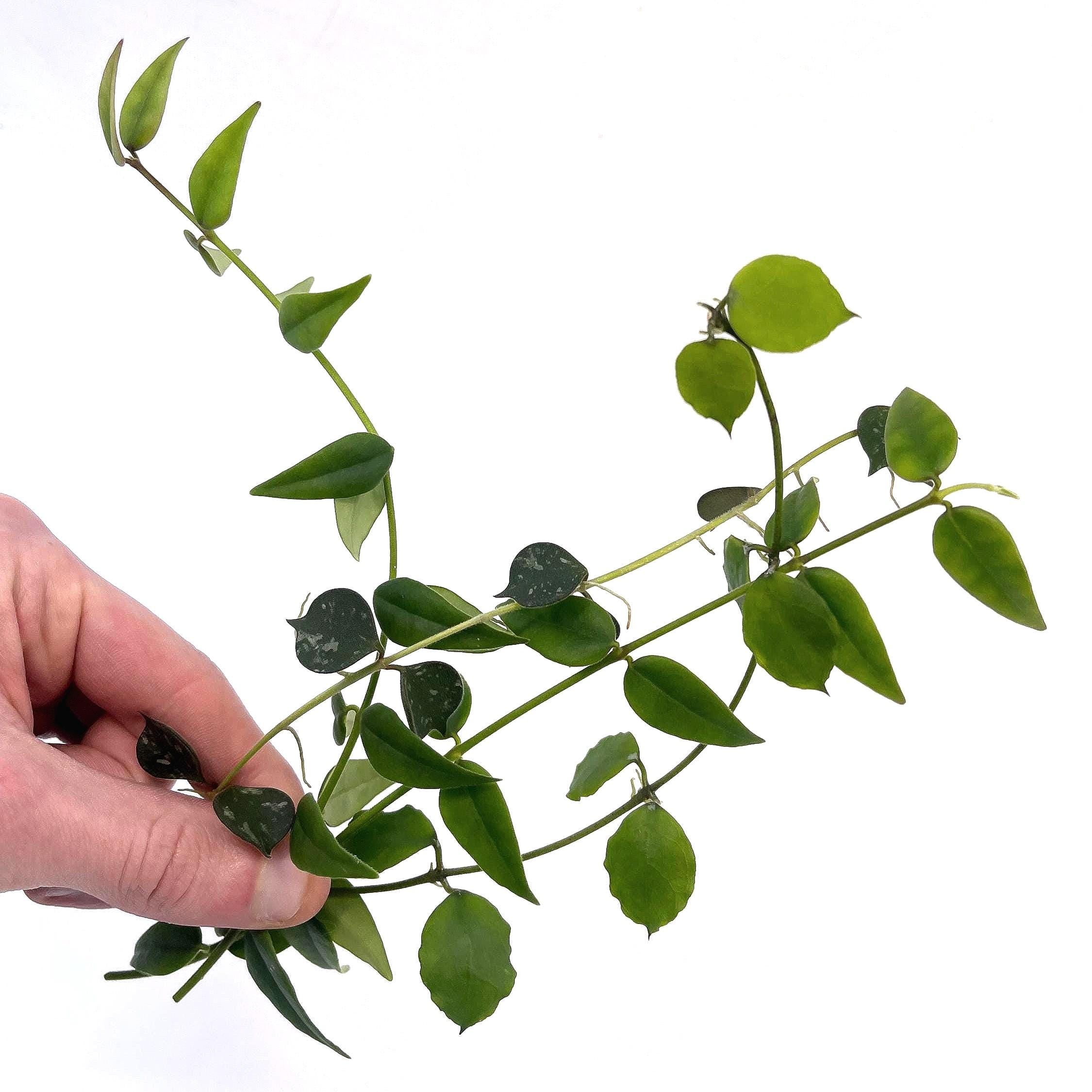 HOYA CUTTING COMBO Hoya Bella Top Cuts (x2) Hoya Endauensis, Hoya Curtisii