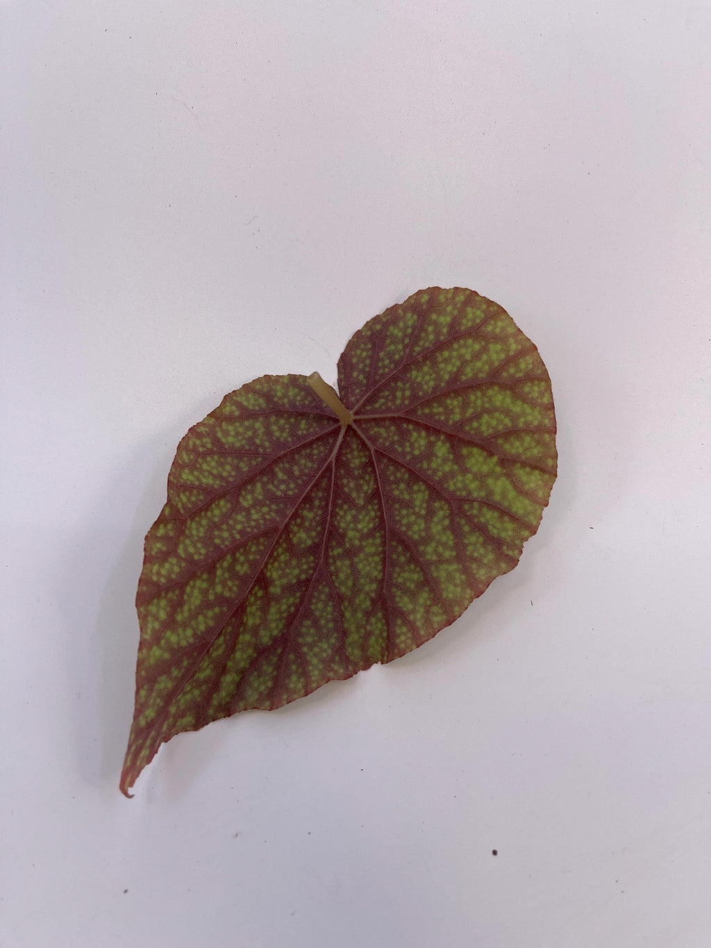 LEAF CUTTING Begonia Botanicaz 135
