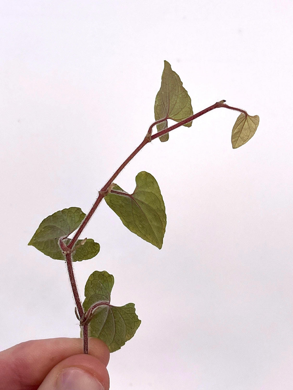 Piper sp. TOP CUTTING