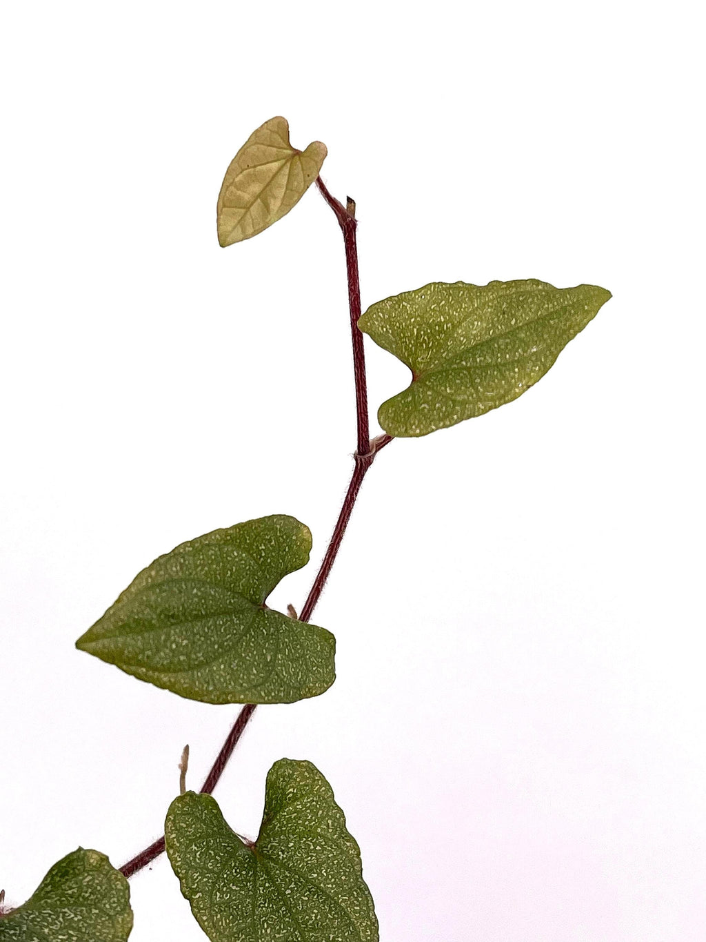 Piper sp. TOP CUTTING