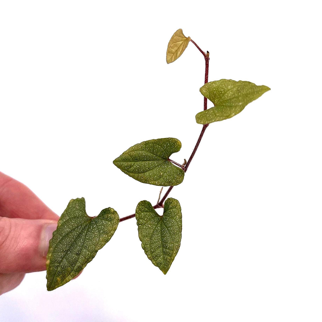 Piper sp. TOP CUTTING