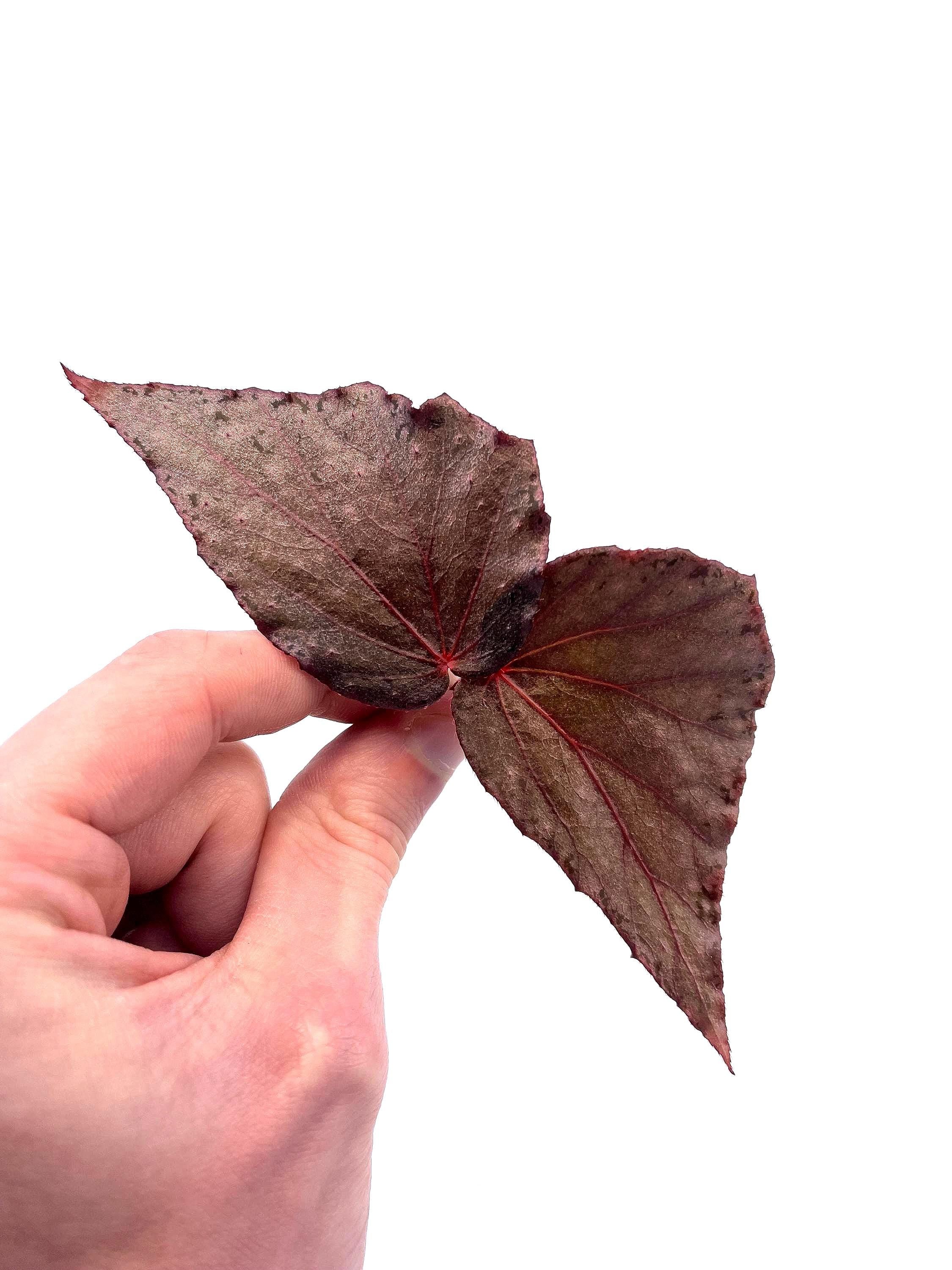 CUTTING COMBO PASTELS (Leaf Cuts) Botanicaz 17 (x2), Botanicaz 80 V.1, and African Violet
