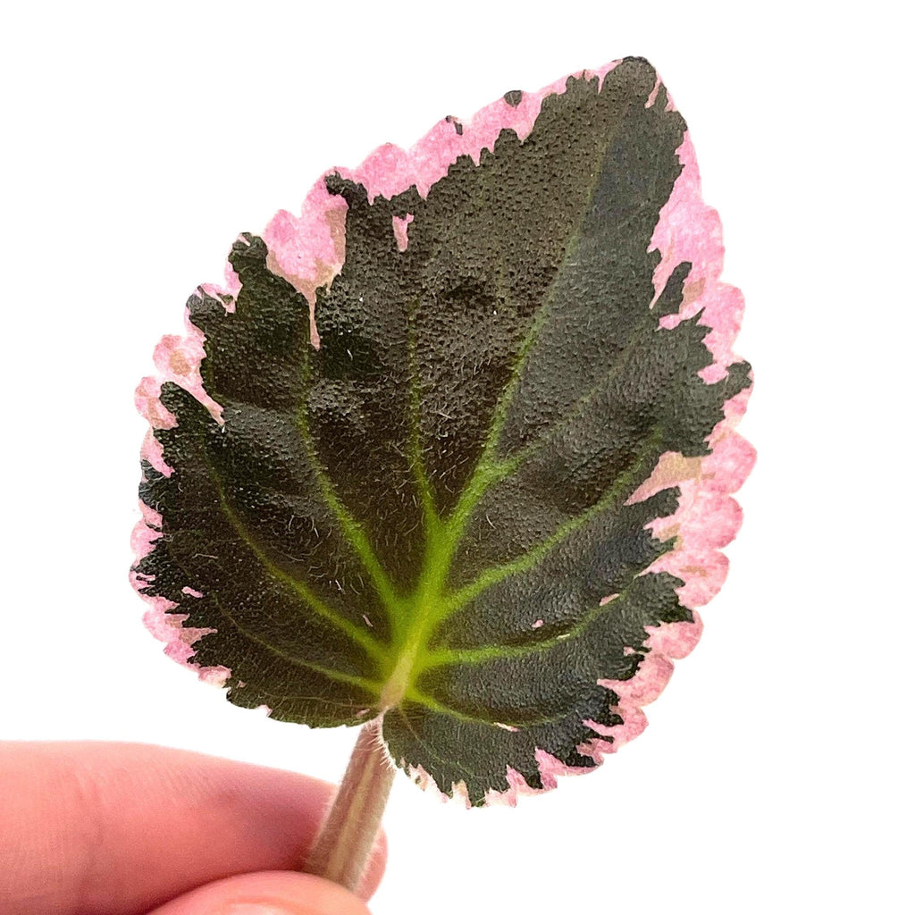 CUTTING COMBO PASTELS (Leaf Cuts) Botanicaz 17 (x2), Botanicaz 80 V.1, and African Violet