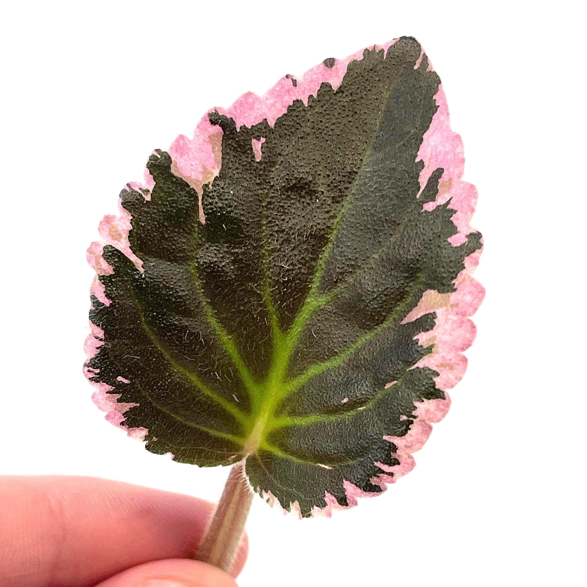 CUTTING COMBO PASTELS (Leaf Cuts) Botanicaz 17 (x2), Botanicaz 80 V.1, and African Violet