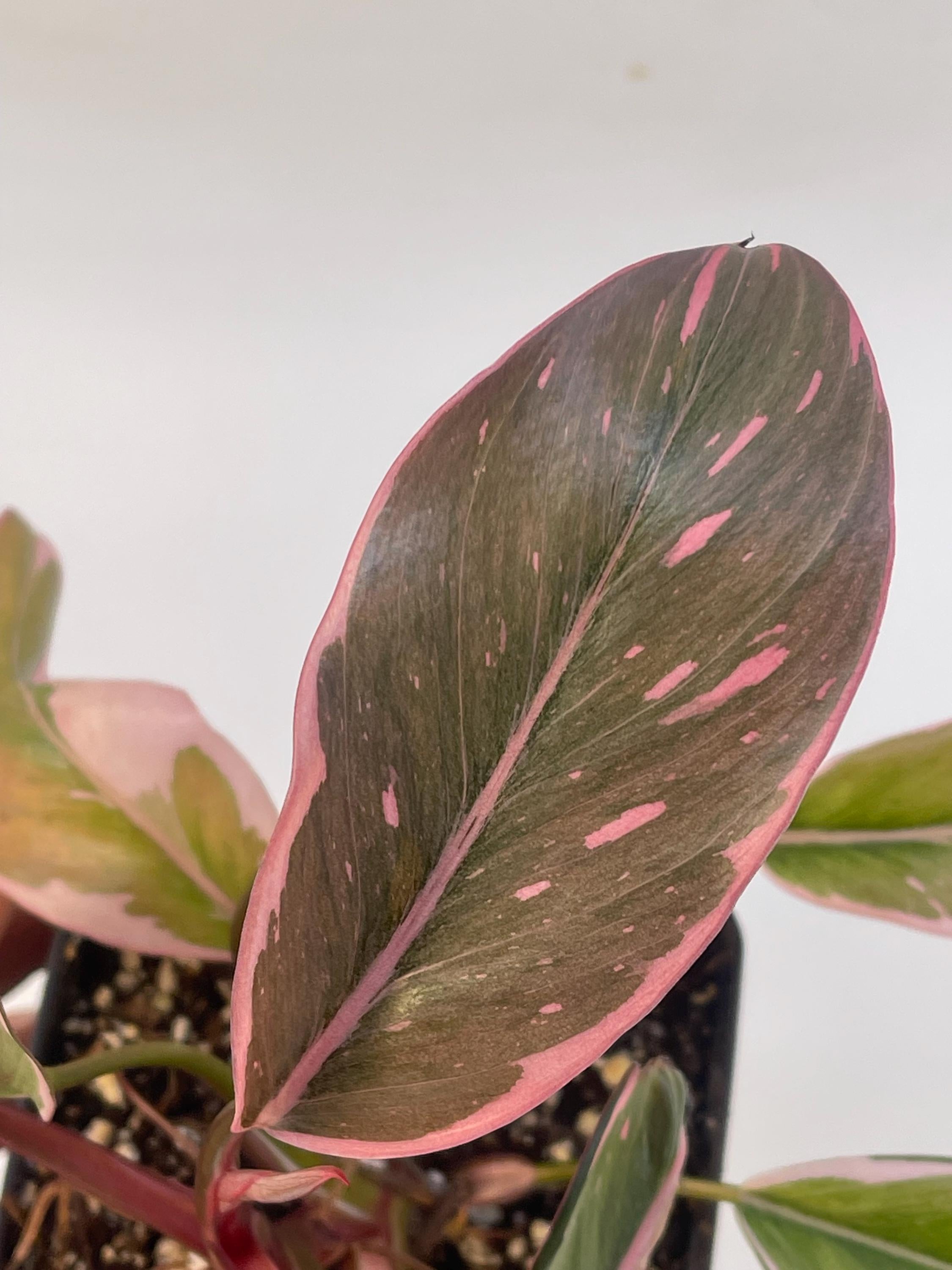 Mutated Pink Princess Philodendron