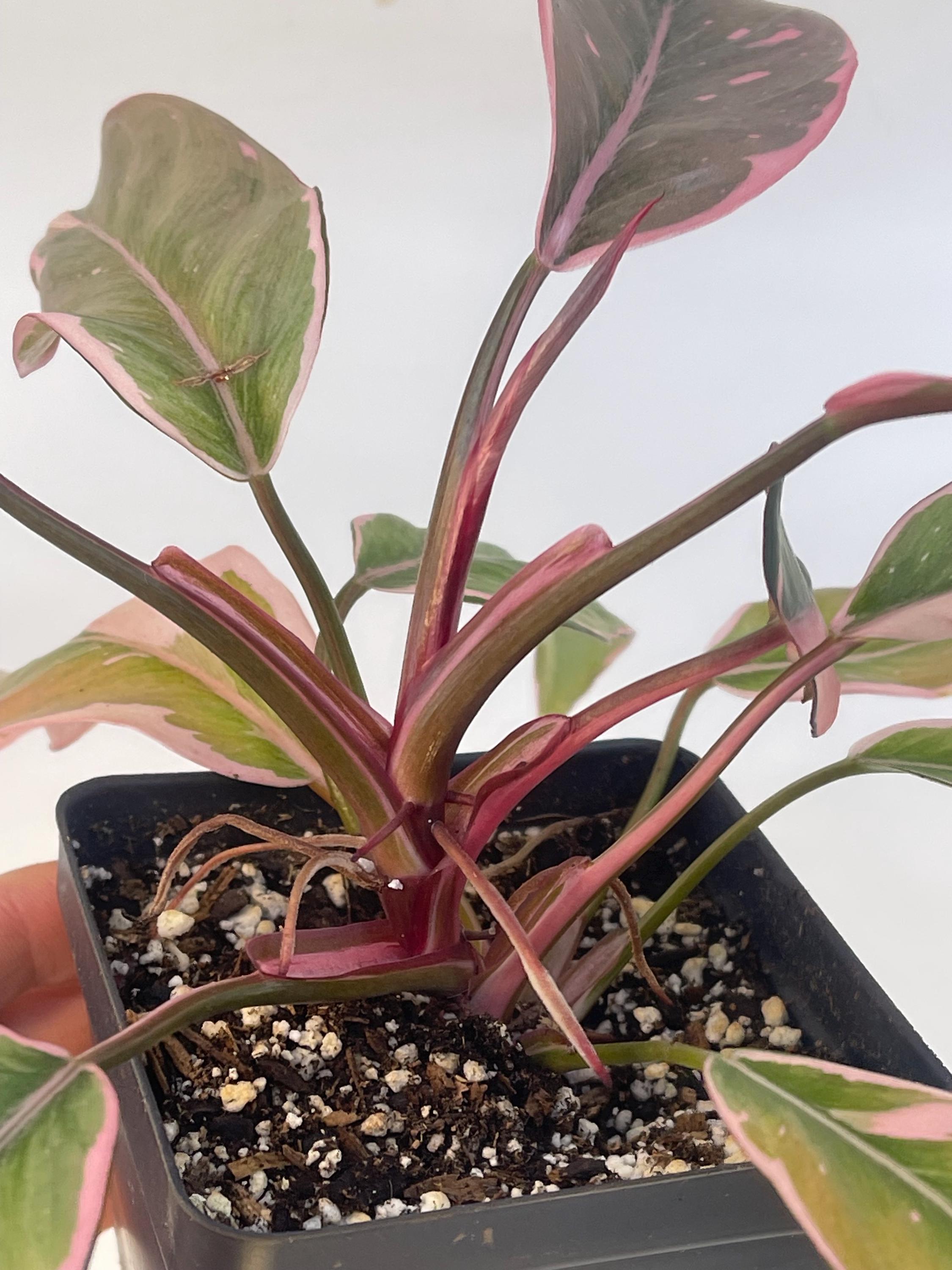 Mutated Pink Princess Philodendron