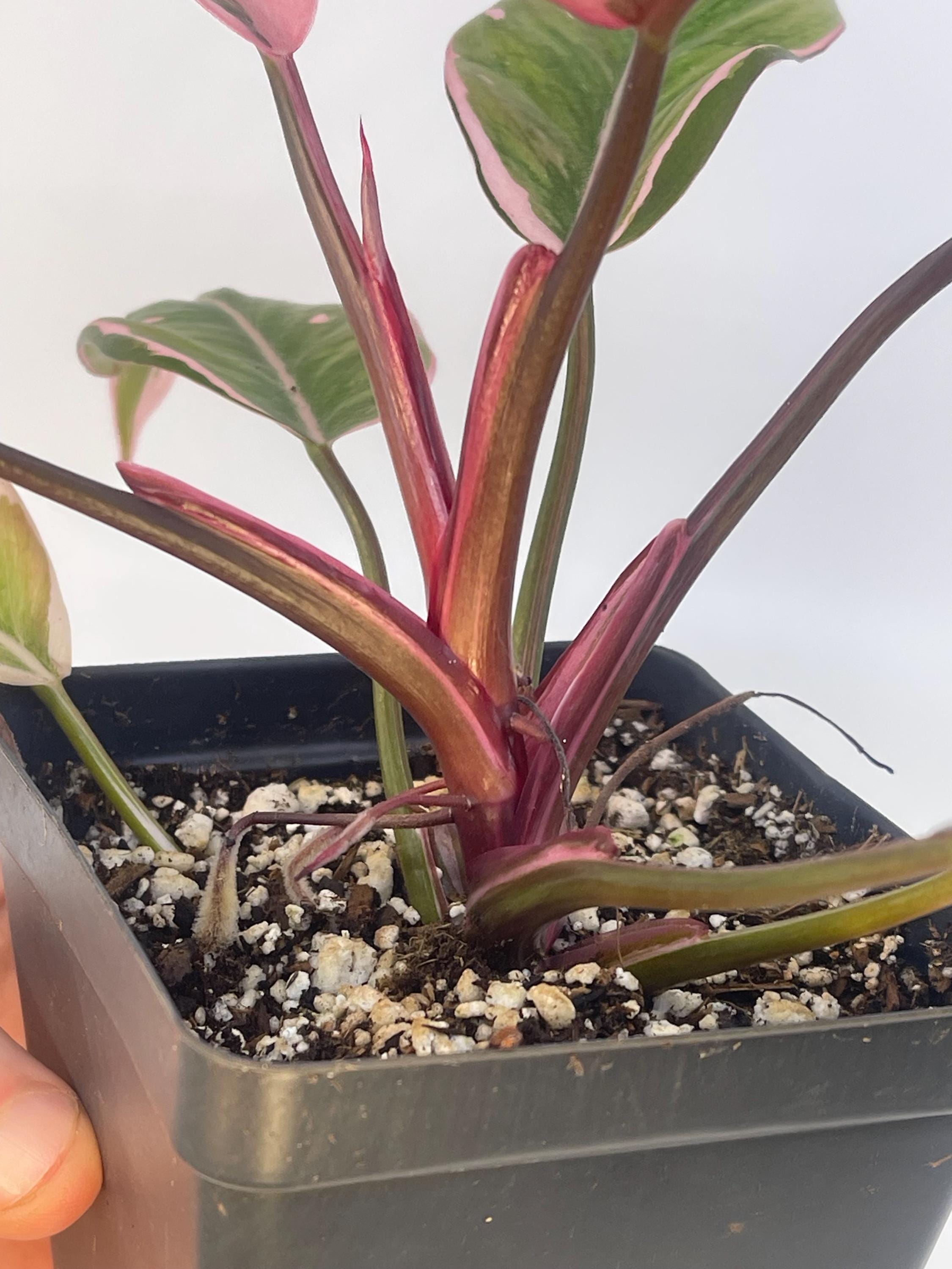 Mutated Pink Princess Philodendron