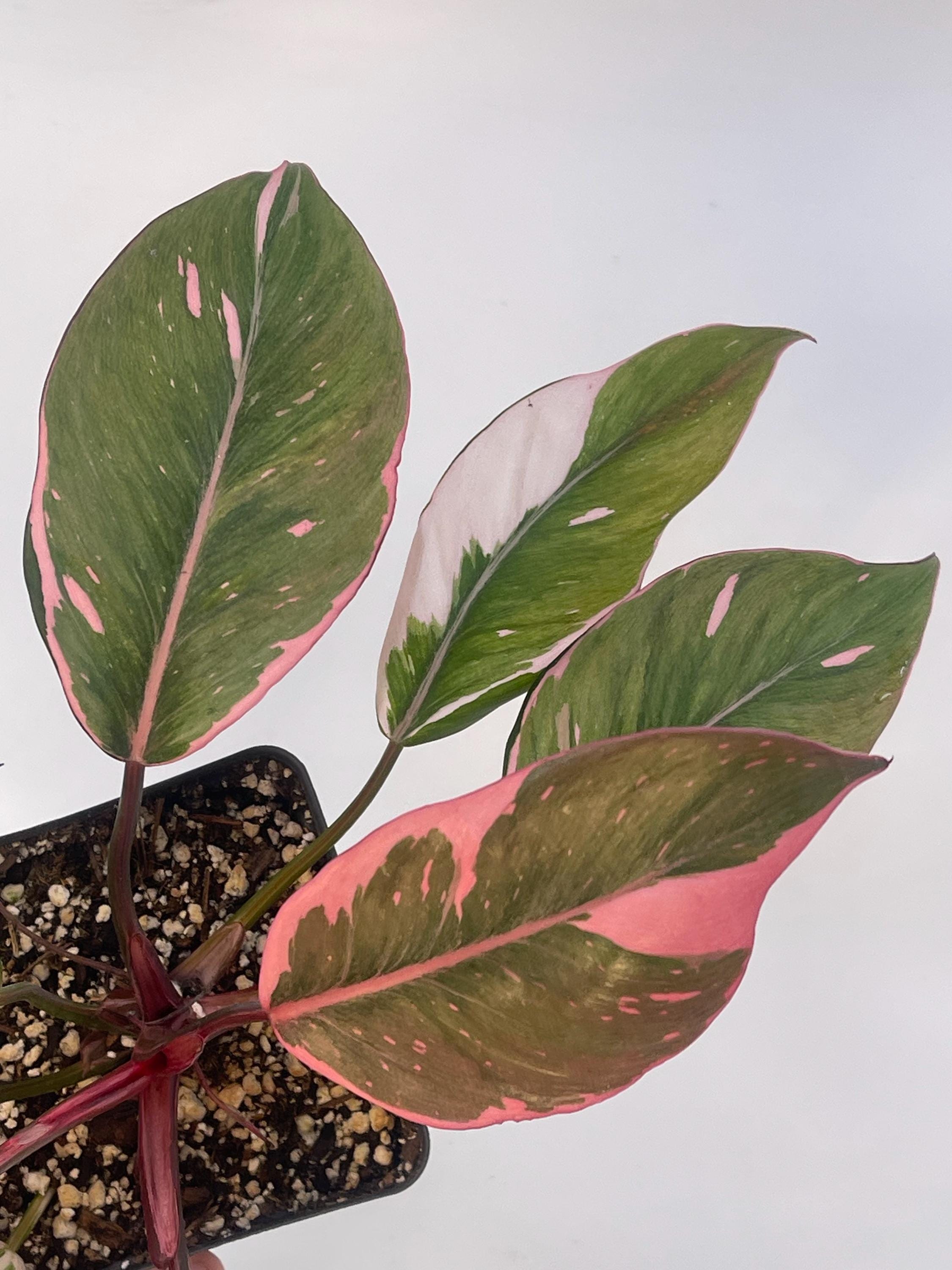 Mutated Pink Princess Philodendron