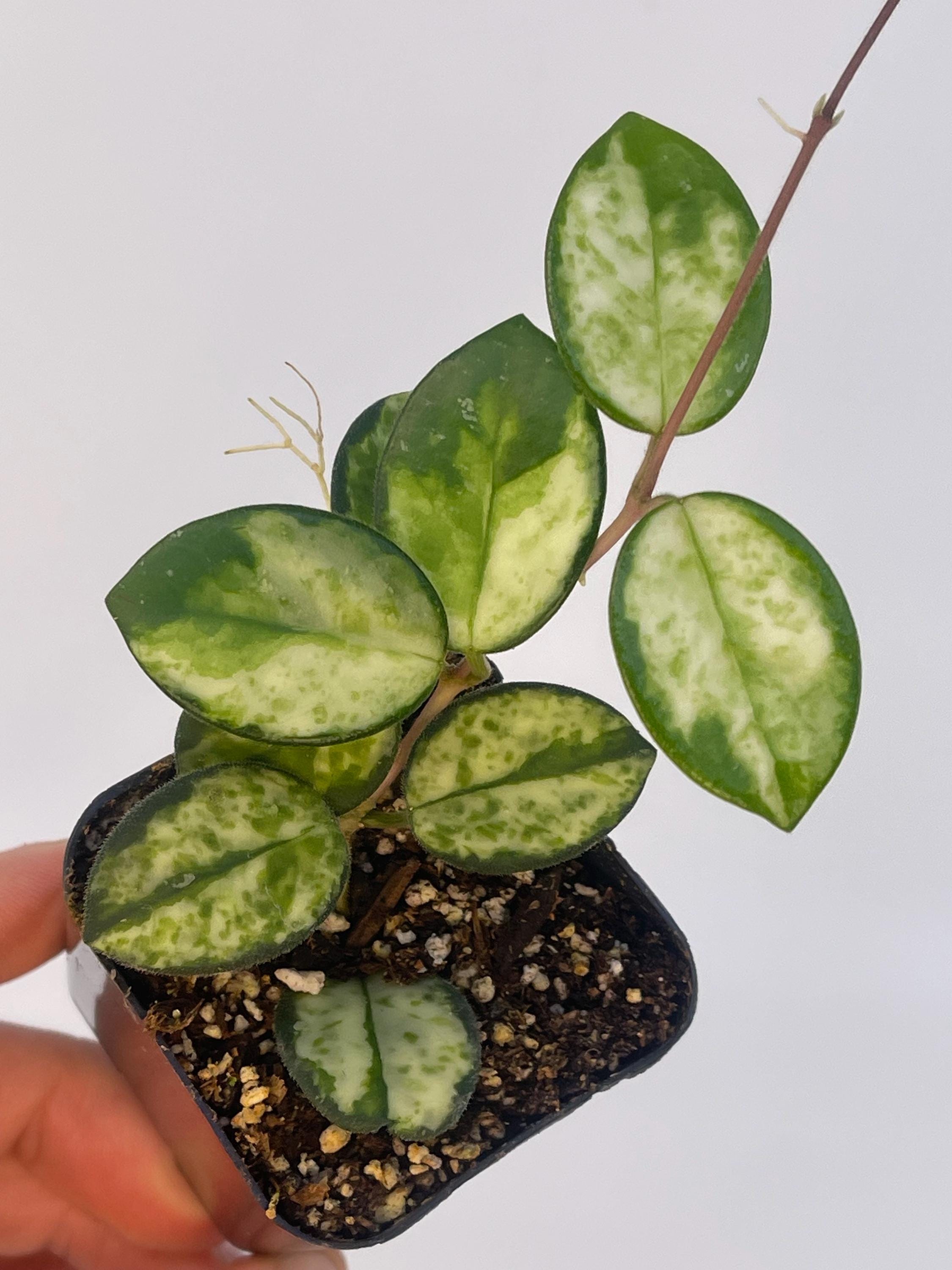 Variegated Hoya Mathilde