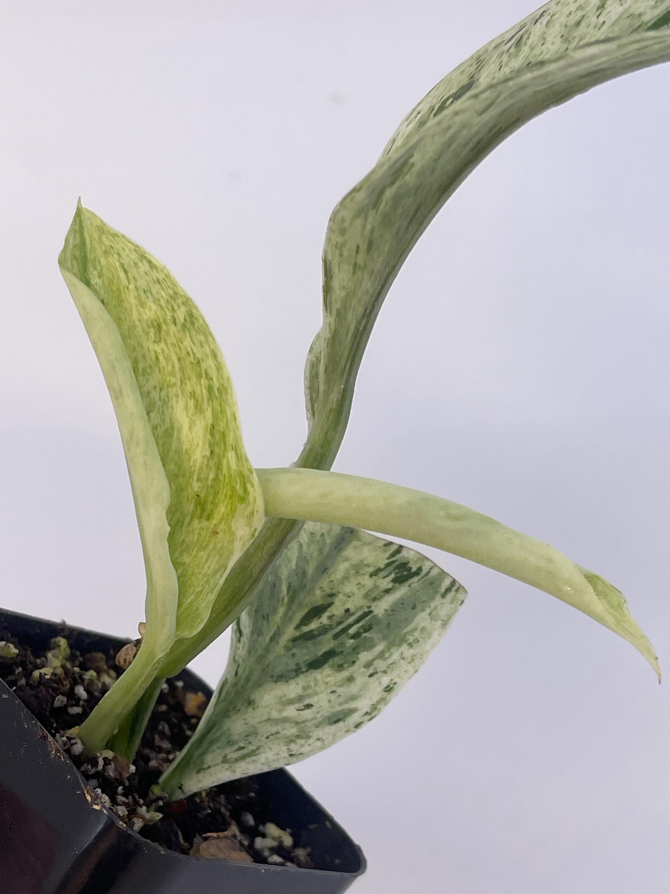 Scindapsus Treubii “moonlight”