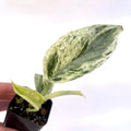 Scindapsus Treubii “moonlight”