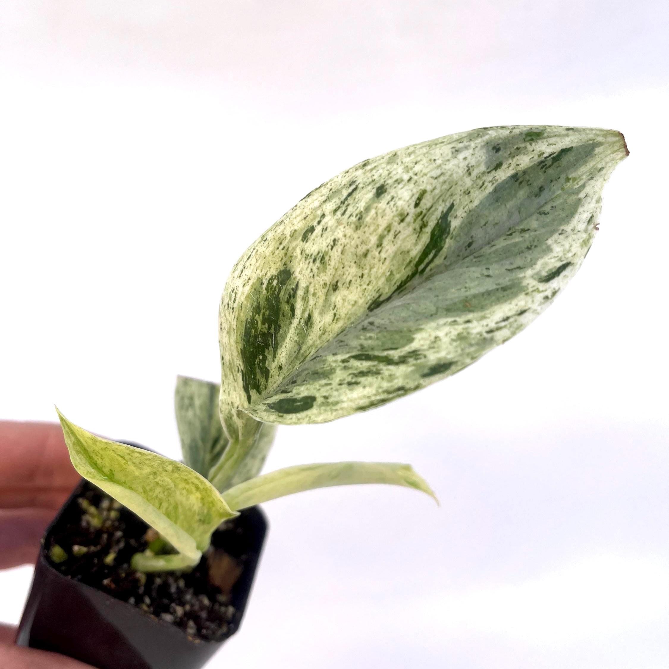Scindapsus Treubii “moonlight”
