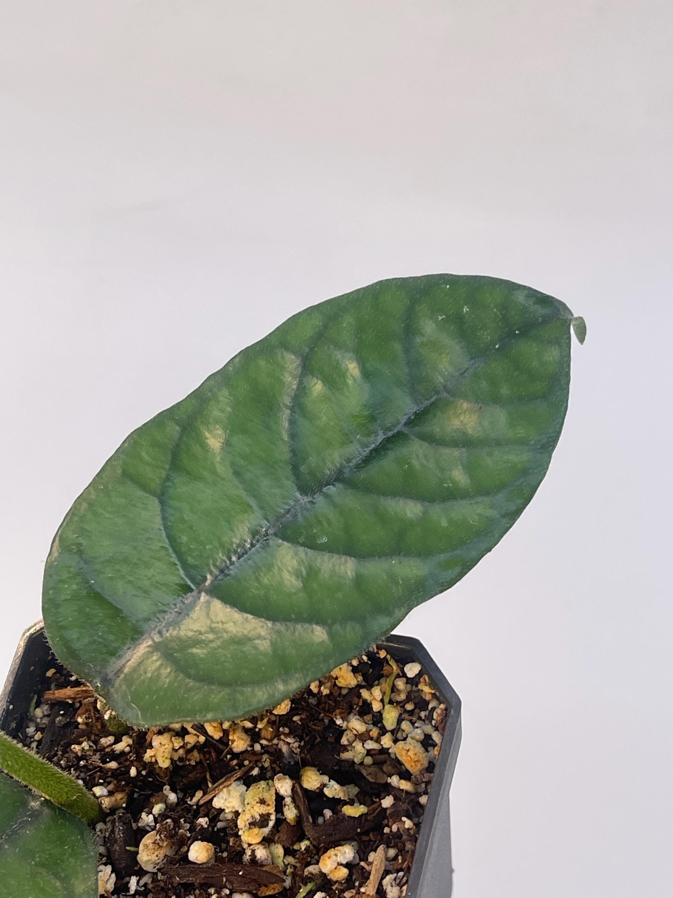 Hoya aff. villosa Caó Dang Vietnam