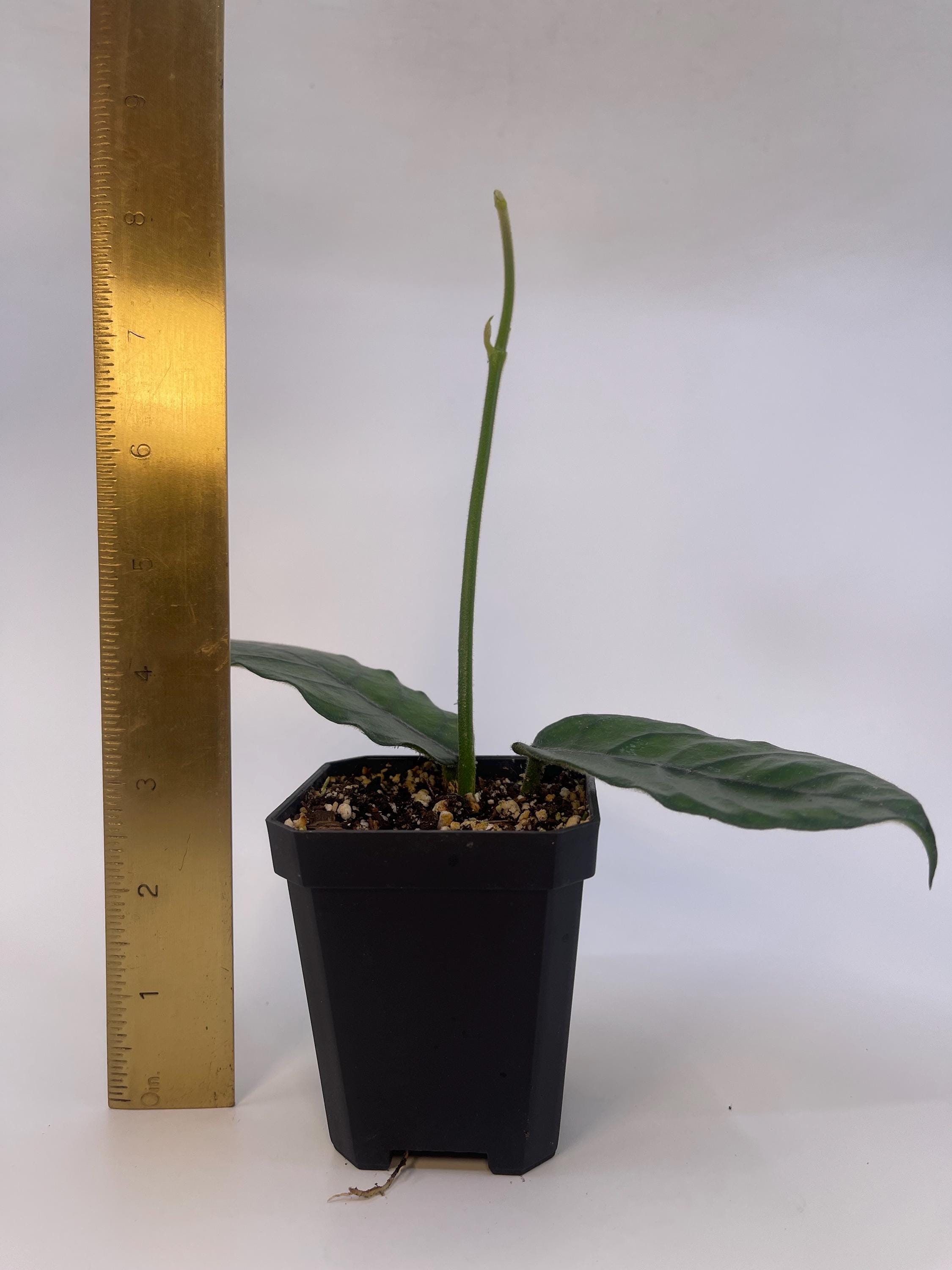 Hoya aff. villosa Caó Dang Vietnam