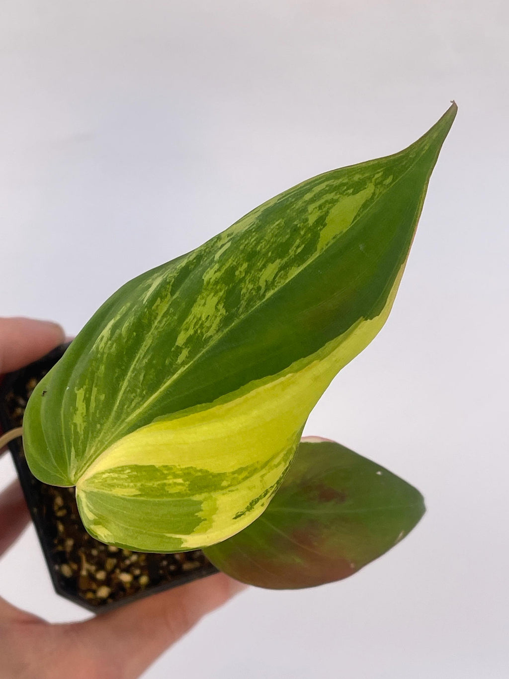 Variegated Philodendron Micans Aurea Mid Cut (Can acclimate to house conditions)
