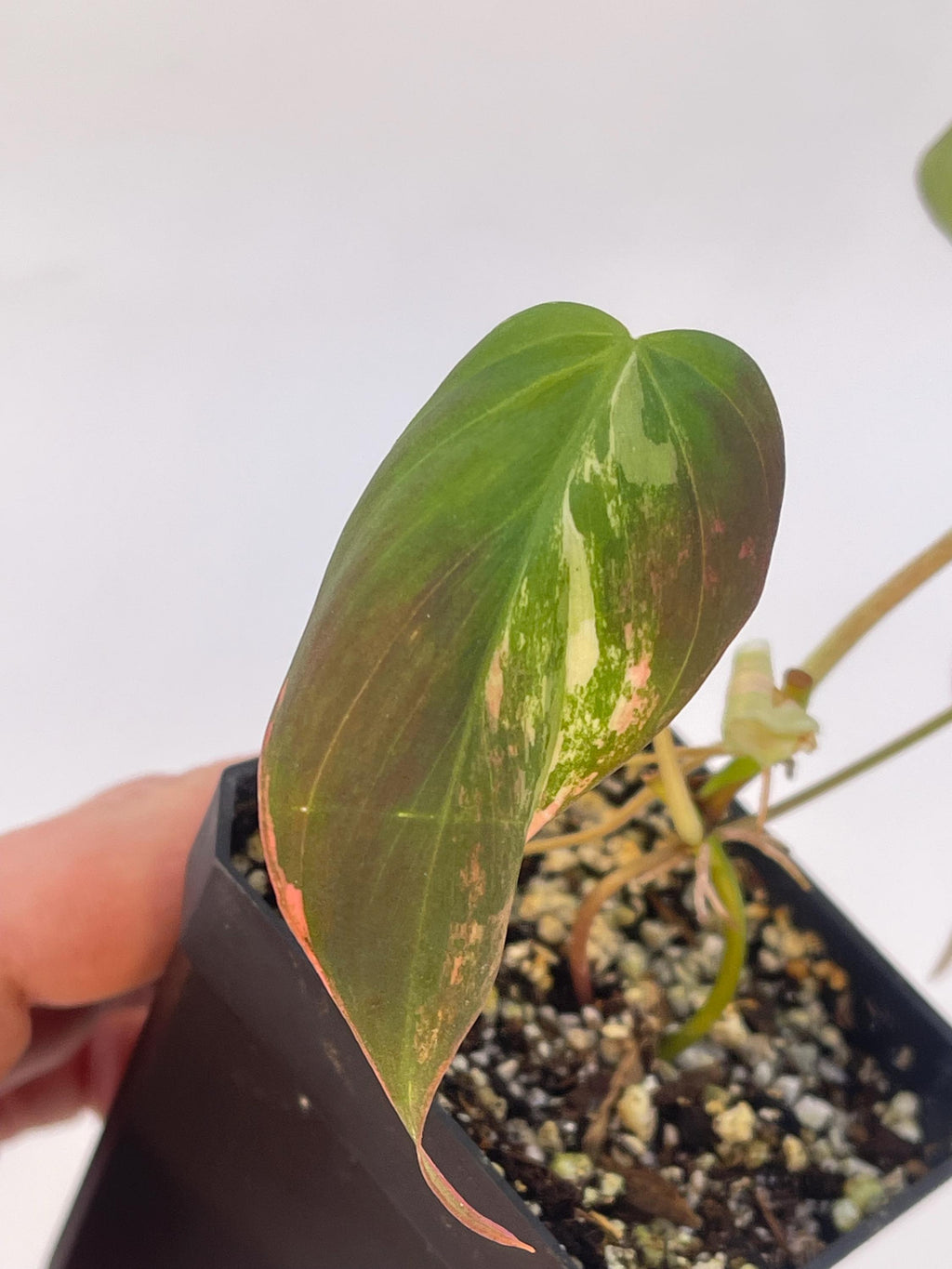 Variegated Philodendron Micans Aurea Mid Cut (Can acclimate to house conditions)